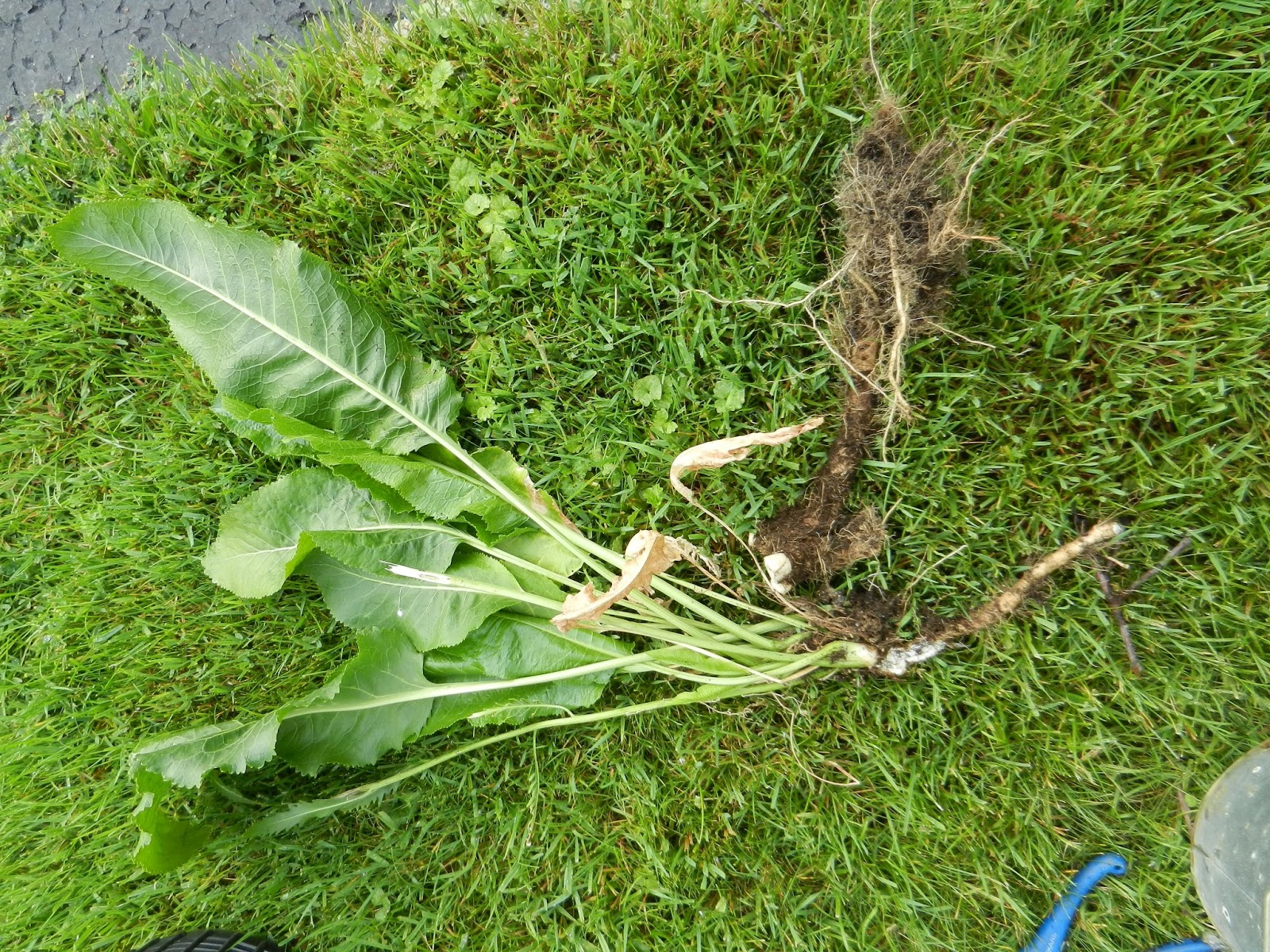 MI Lake Home Garden How to Grow and Preserve Horseradish