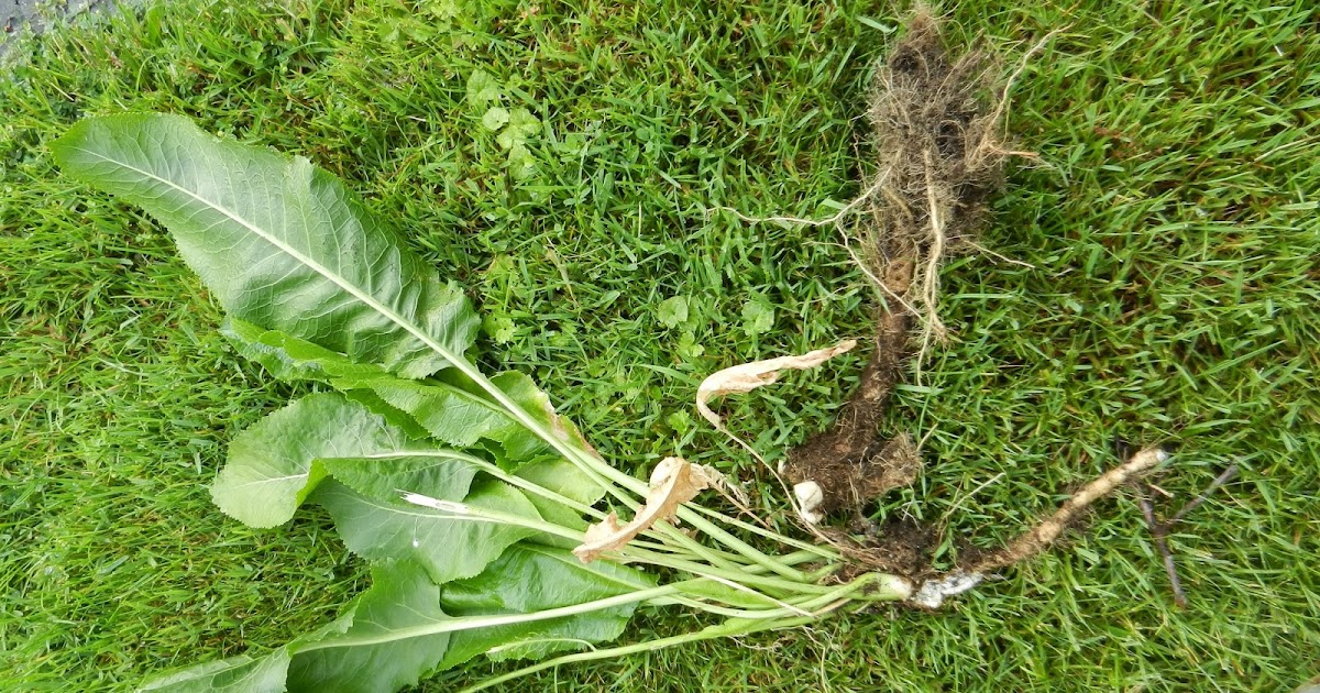 MI Lake Home Garden How to Grow and Preserve Horseradish