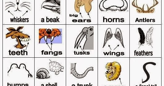 Let's Learn English: Animal Body Parts
