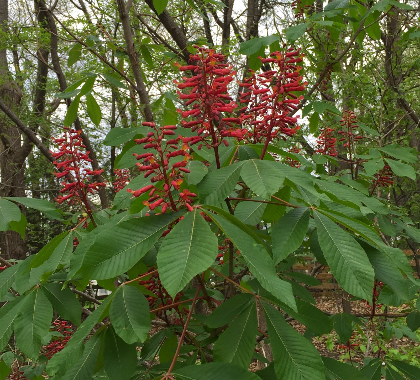 Princeton Nature Notes Bottlebrush Buckeye