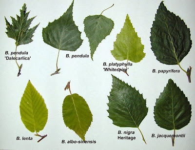 typical birch leaf shapes. typical birch leaf shapes.