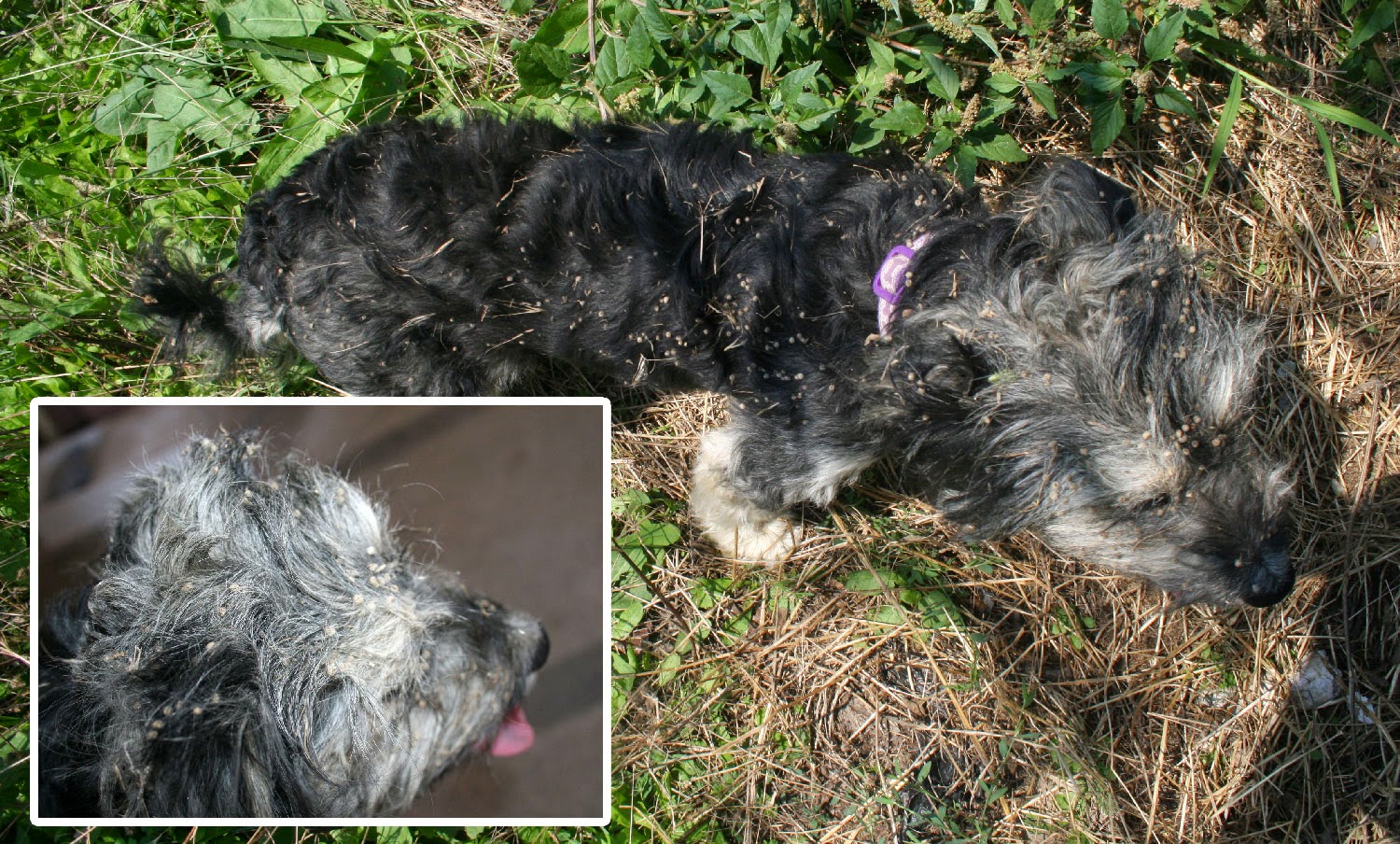 Ralf with loads of burs all over him Ralf with loads of burs all over him