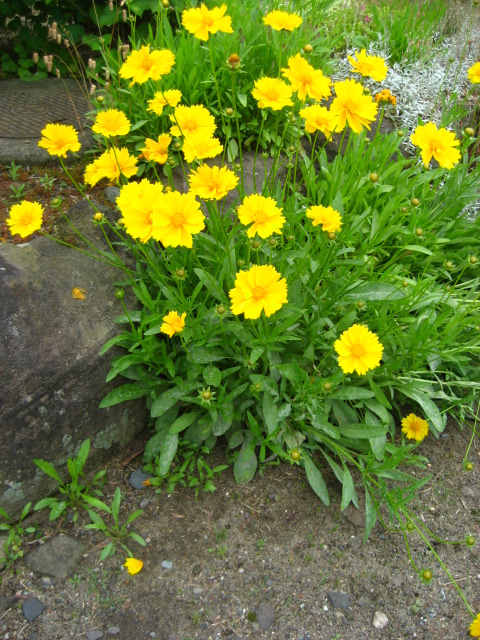 Confeito日記 オオキンケイギク Or ホソバハルシャギク キク科コレオプシス属の多年草 Coreopsis Lanceolata Coreopsis Grandiflora