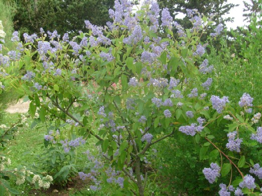 Ma Planete Jardin Refloraison Automnale Du Buddleia Weyeriana