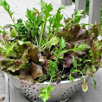 Lettuce container garden