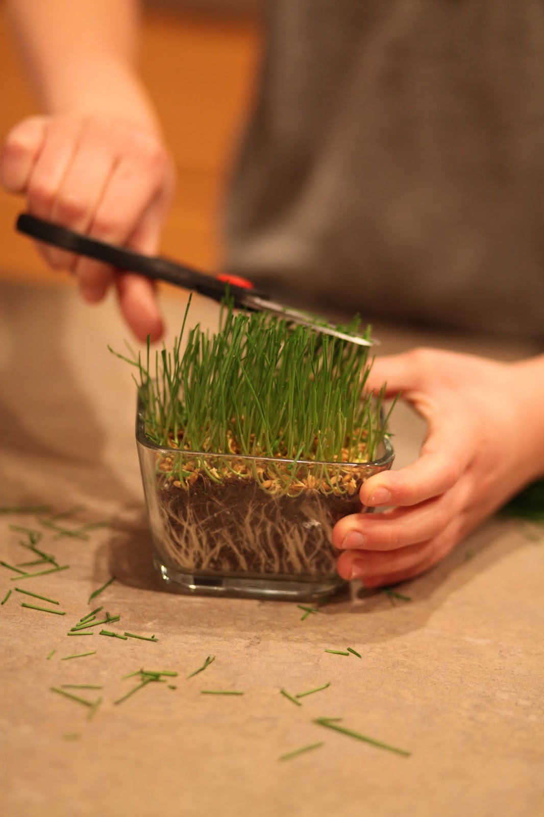 Heaps of Laundry Growing Easter Grass