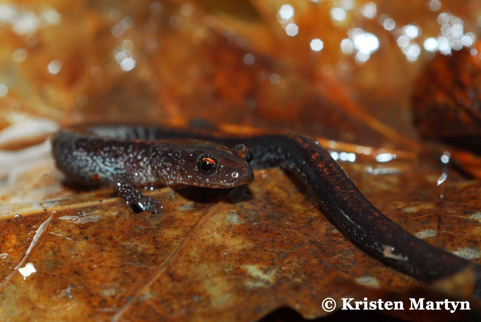 Salamanders of the Appalachians Nature Notes Blog