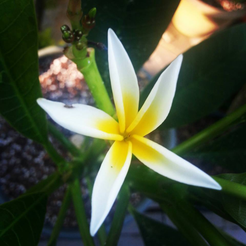PlantzNThings Plumeria Seed Planting