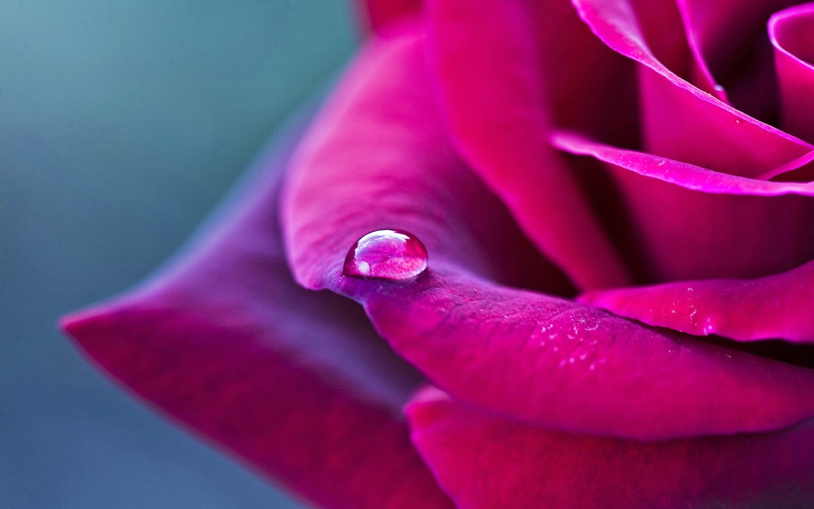 A Year Of Being Here Carolyn Miller Rose Garden Summer Solstice