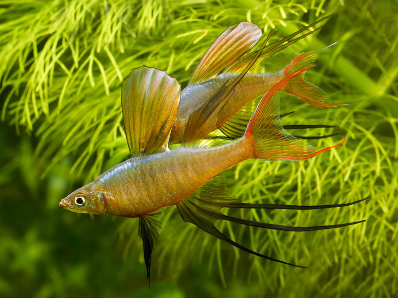 Fancy Male Guppies tankmates Aquariums