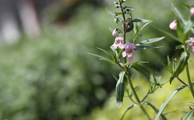 Angelonia Flowers Pictures