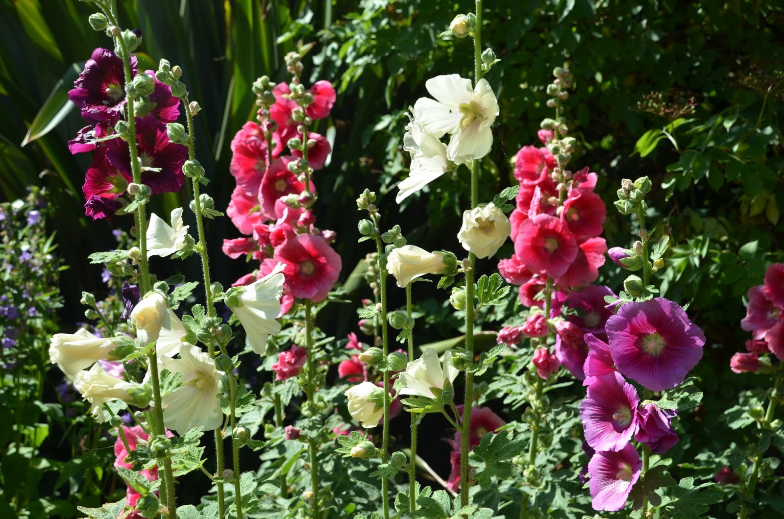 HOW TO GROW HOLLYHOCKS FROM SEED The Garden of Eaden