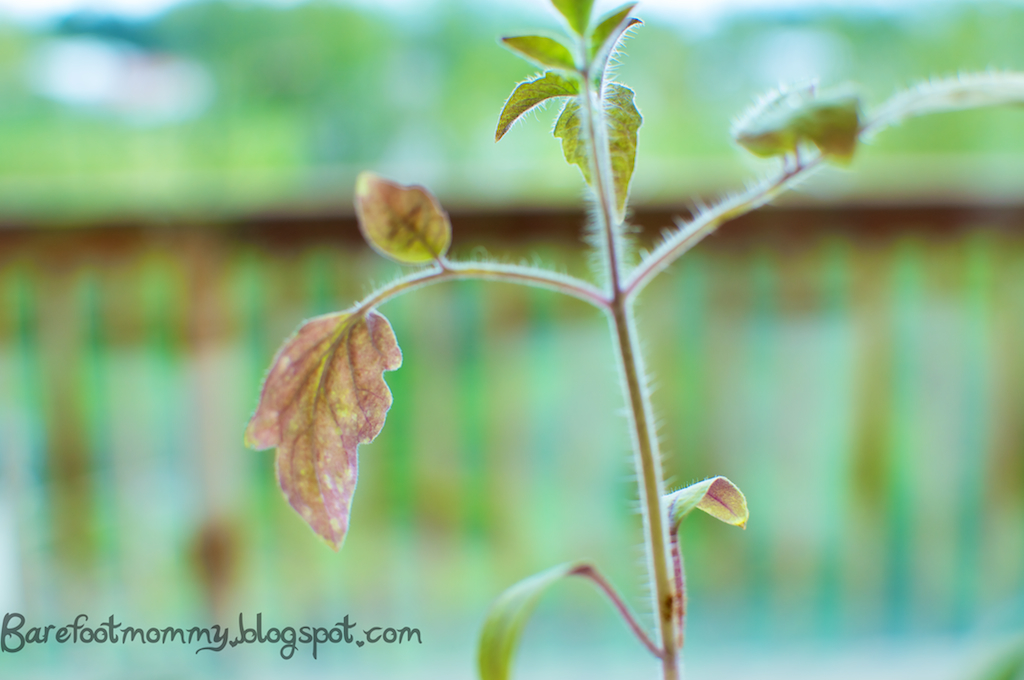 Life in the Slow Lane Fun with Fungus Gnats
