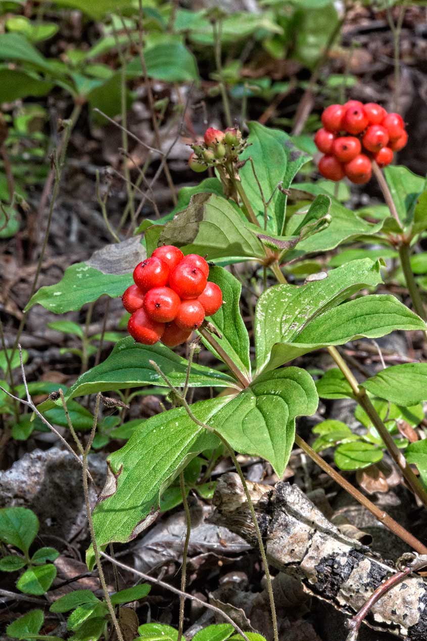 Gowganda Views Bunchberry