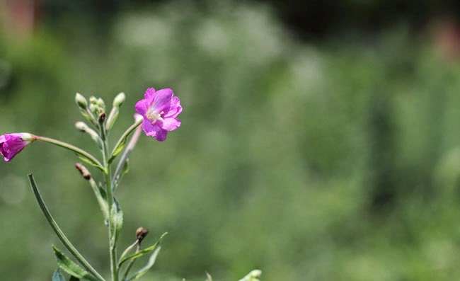 Great Willowherb Flowers Pictures Great Willowherb Flowers Pictures