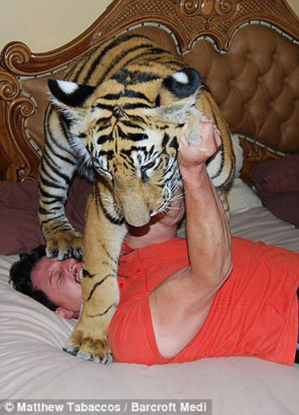 Funny Cool Pictures Meet A Pet Tiger From South Africa