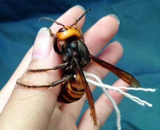 http://www.odditycentral.com/pics/guy-claims-he-has-tamed-a-japanese-giant-wasp-keeps-it-on-a-leash.html