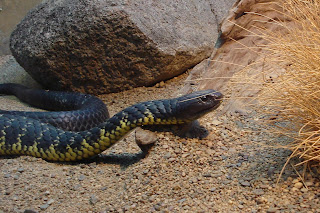 Tiger Snake Tiger Snake