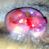 Jual Salep Wasir Bengkak Ampuh thumbnail