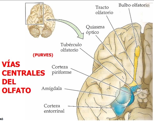 En el bulbo olfatorio