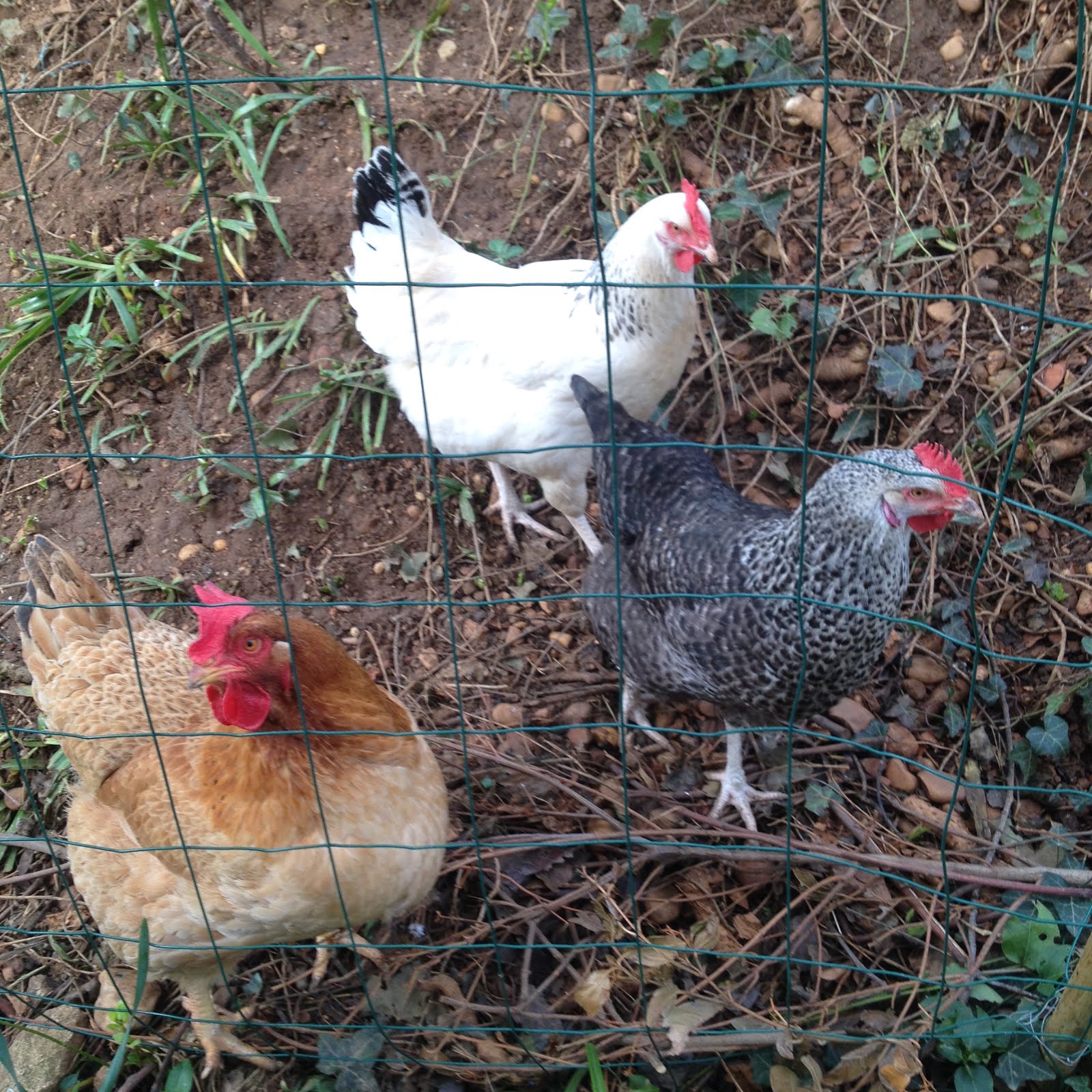 mes poules