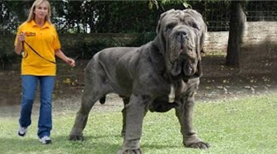 TOP 15 STRONGEST DOGS IN THE WORLD