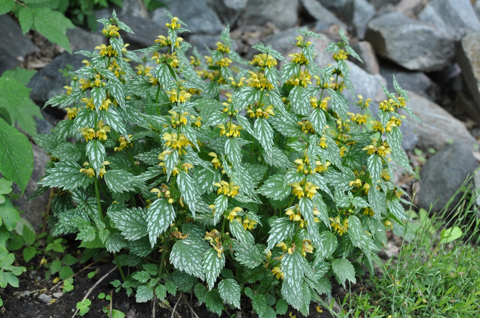 Northern Exposure Gardening Two Shade Perennials