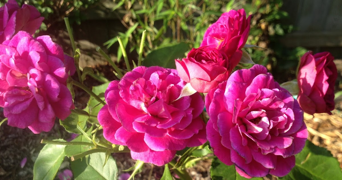 Axiom At Home Natural Treatments for Black Spot (on Roses)