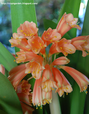 Clivia Interspecific