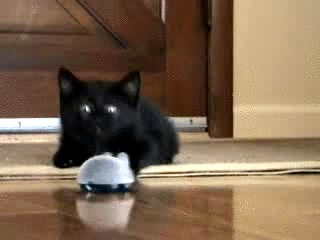 catmouse.gif