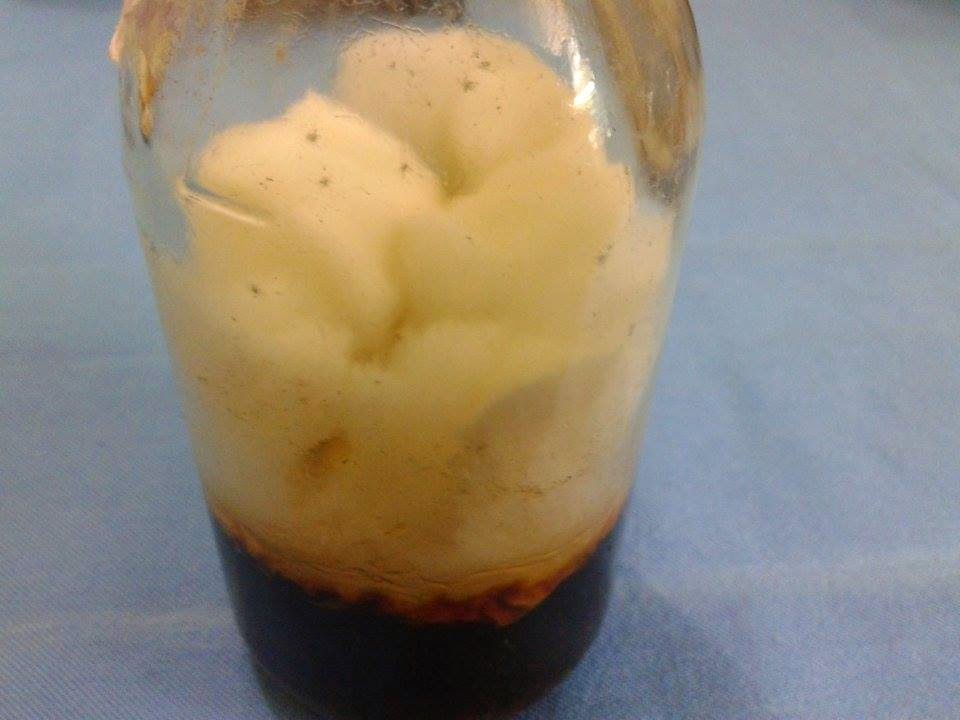 produksi fo bibit jamur tiram dengan media cair esha flora produksi fo bibit jamur tiram dengan media cair esha flora
