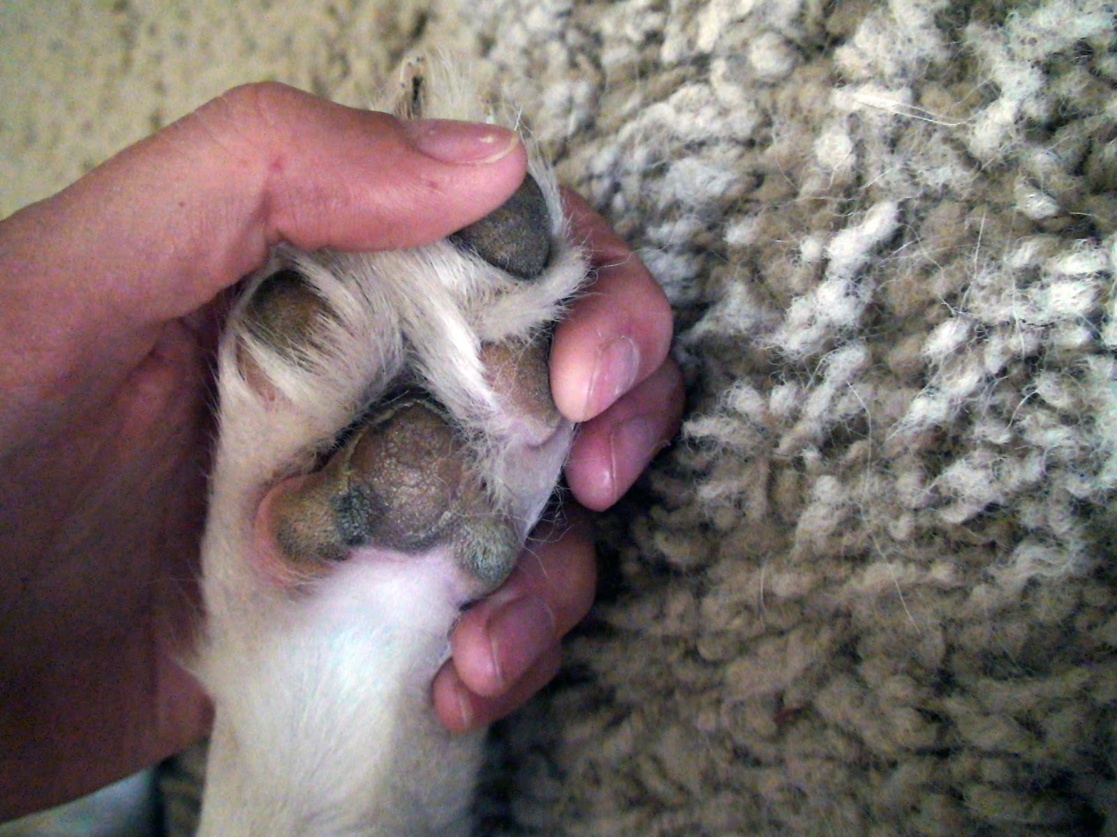 The Super Awesome Blog Of Dogventuring Peeling Paws
