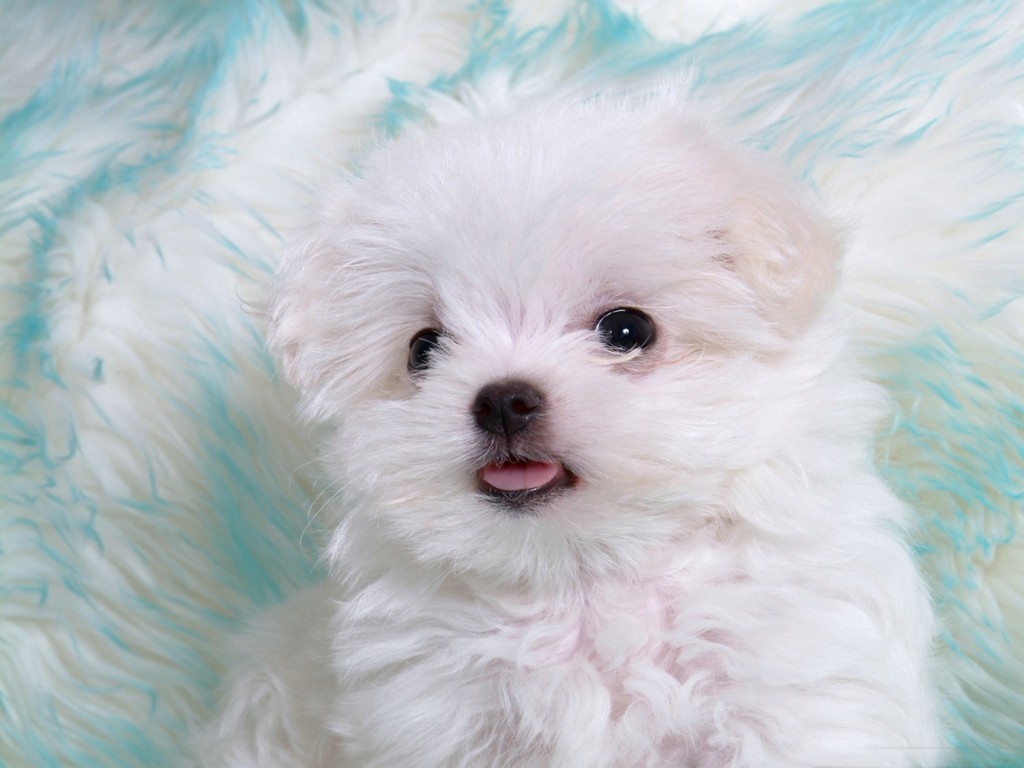 http://2.bp.blogspot.com/-ZZI4TX46HL4/TgLuYfWJDqI/AAAAAAAAAsY/H7X8Ehh1M4w/s1600/White_puppy_with_cute_tongue.jpg