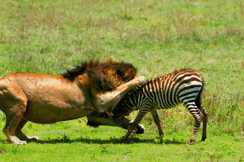 Zebra Lion