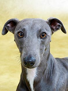 whippet yorkshire