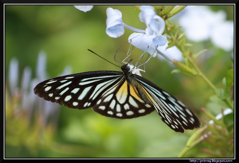 Prime Photos Blue Tiger Butterfly