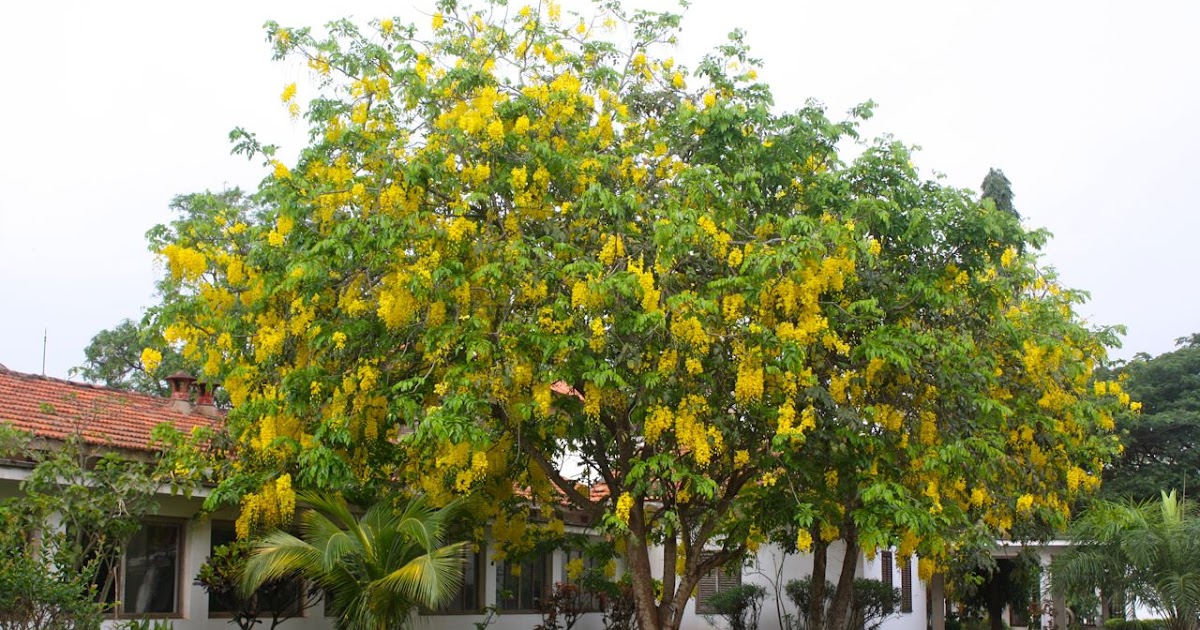 at home in Ghana Flowering trees