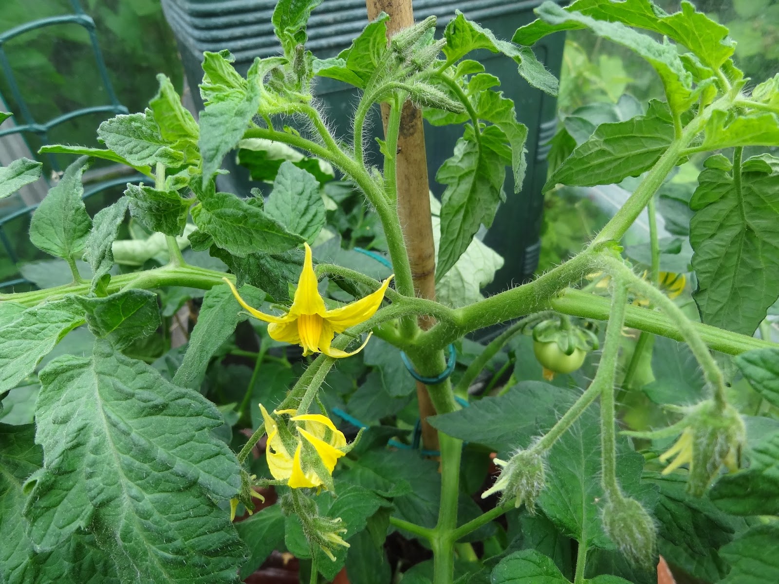 Down on the Allotment Blind Tomato Plants