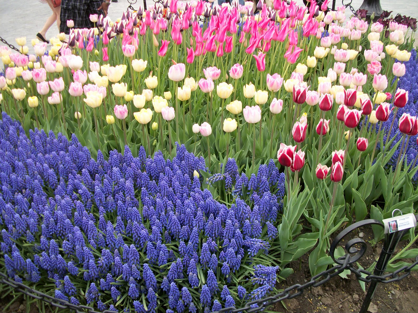 Writing Straight from the Heart MONDAY, MAY 16, 2011 Purple Flowers