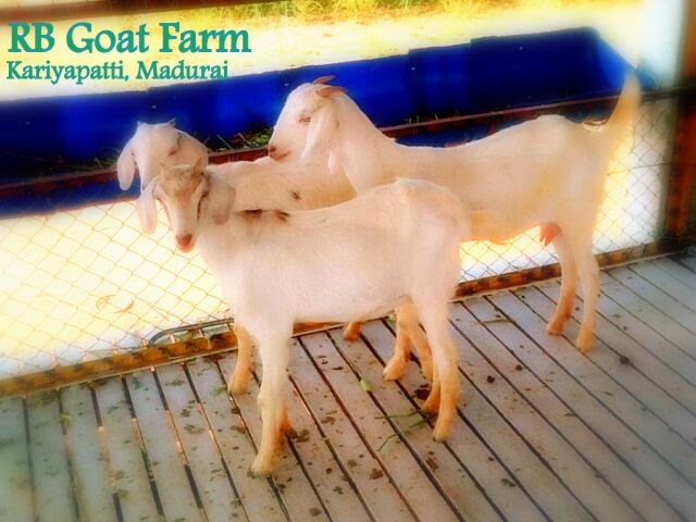 RB Goat Farm: