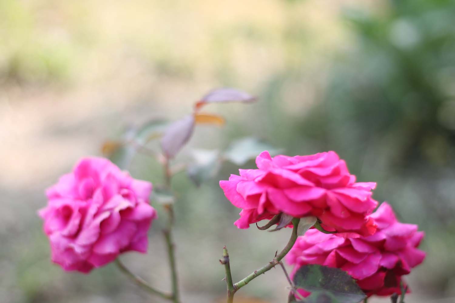 Rose Tinted Illustration ROSE STUDY