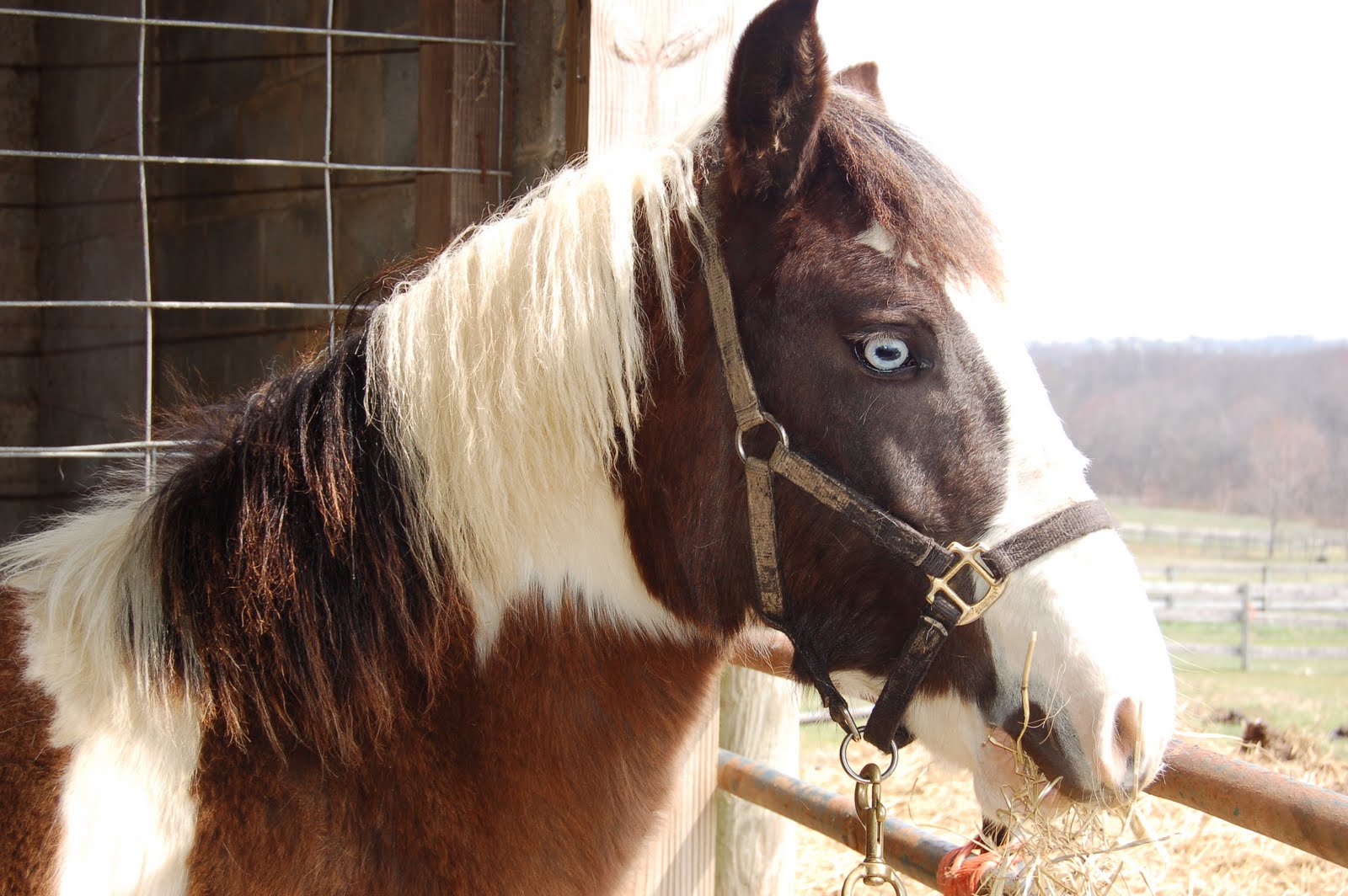Life on the Funny Farm Farm Friday The Testicles Have Left the Building