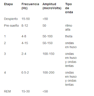 etapas del sueño