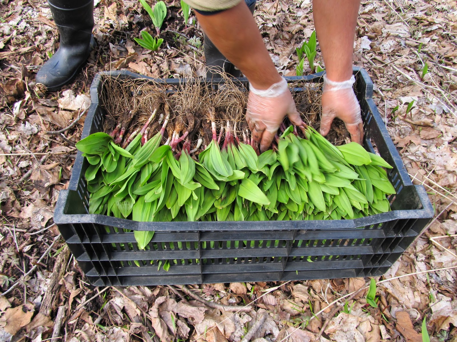 Harmony Valley Farm Who Will Win the Spring Vegetable Division?