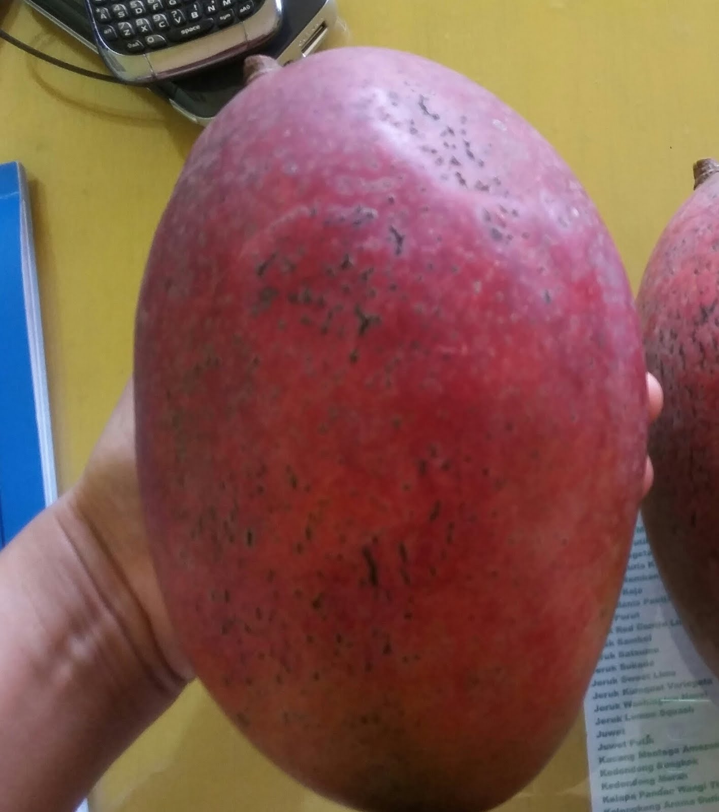bibit buah bunton malang macam macam mangga bibit buah bunton malang macam macam mangga