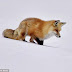 How This Wild Red Fox Hunts For Mice In The Deep Snow Is Amazing