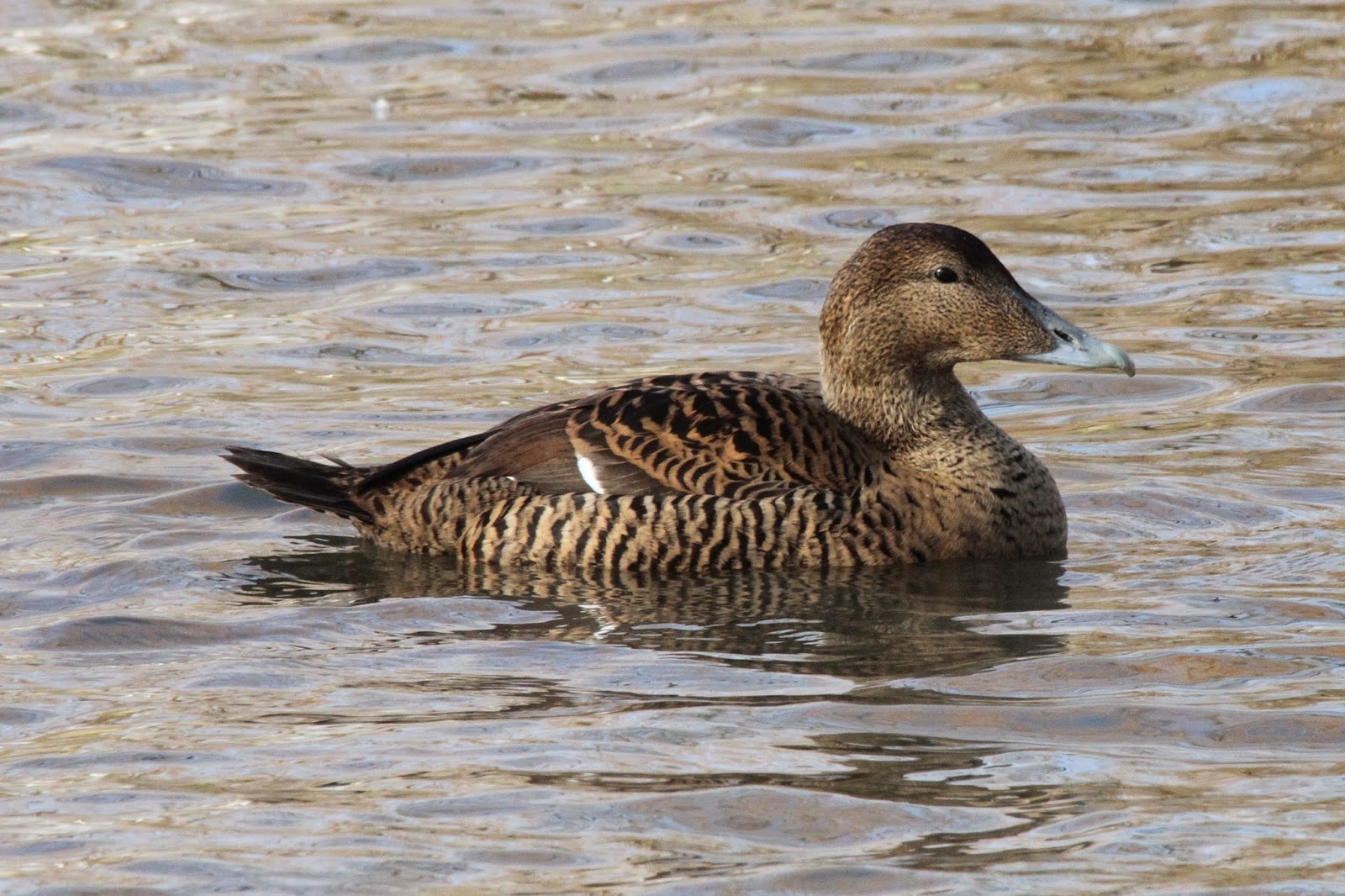 The Bagsy Blog 01/23/15