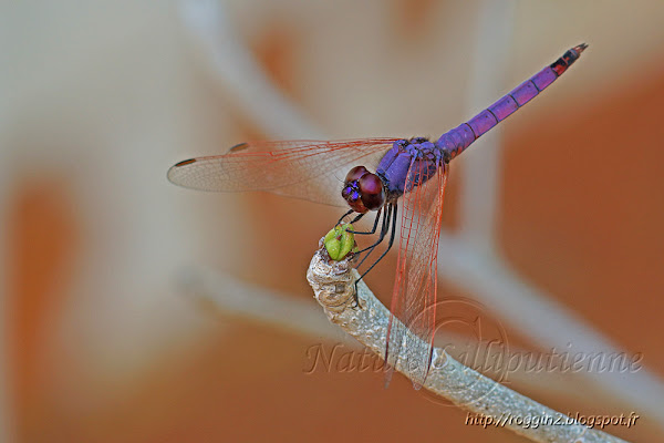 Trithemis annulata haematina