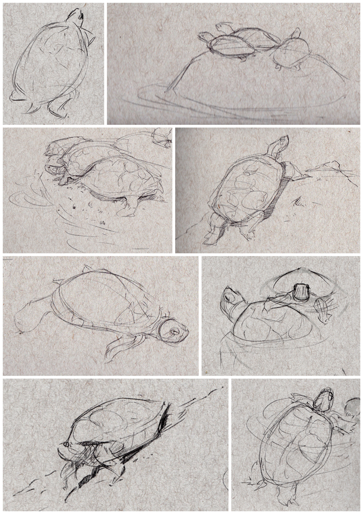 gkaida The Turtles of Calabasas Pt. II