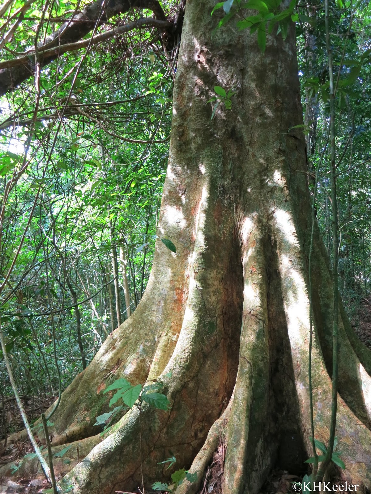 Rainforest Trees In Panama HooDoo Wallpaper
